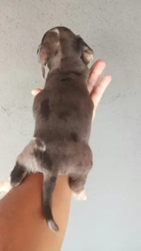 Basset teckel seu companheiro