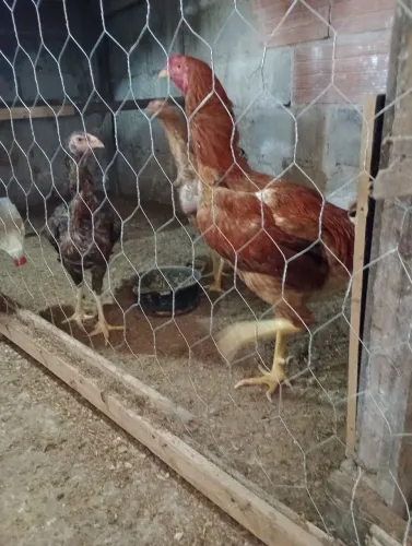 Índio gigante