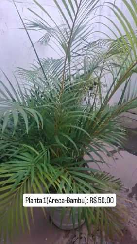 Venda de Plantas (variadas)!