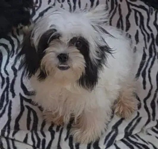 Grande promoçâo deFilhotes de shihtzu e york...todos machos