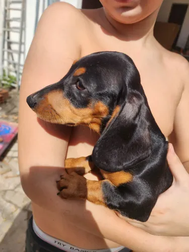 Cachorro Teckel Miniatura 
