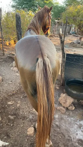 ? ALAZÃO DE 4 ANOS ? MANSO, BOM DE CARROÇA, CAPINADEIRA E CAVALGADA