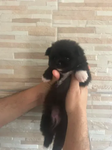 Lulu da Pomerania