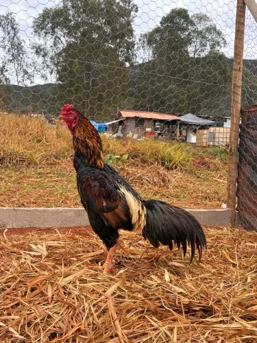 Galo Índio 