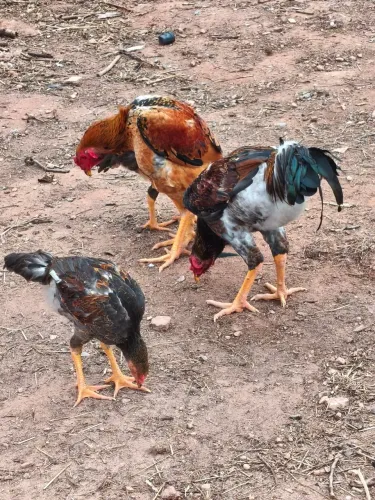Galo índio gigante