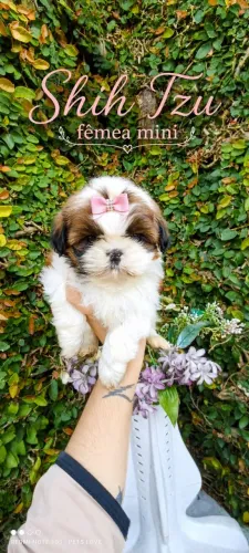 Shihtzu fêmea mini