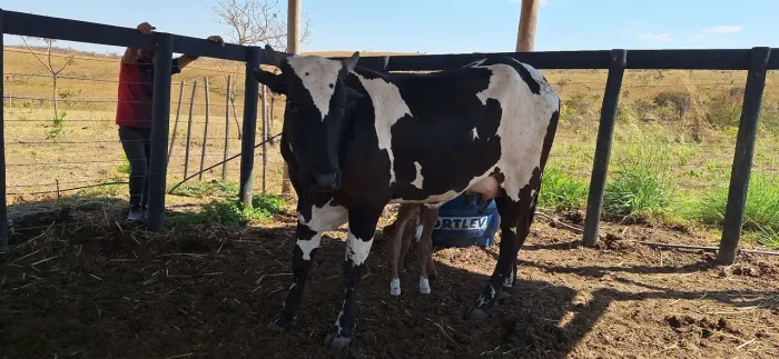 Vaca Solteira