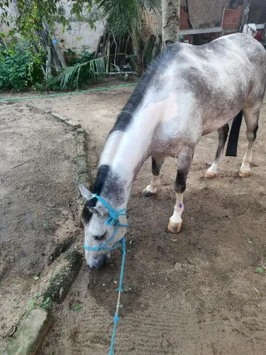 Cavalo 