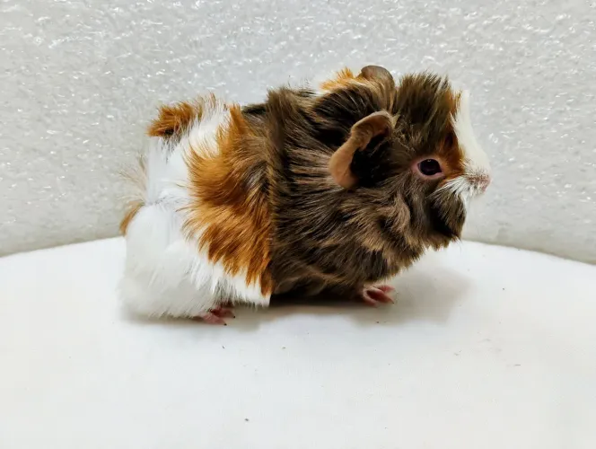 Filhotes de Porquinhos da Índia
