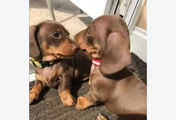 Lindas Fêmeas de Basset Cofap, 1º dose de vacina aplicada, Pague so na entrega!