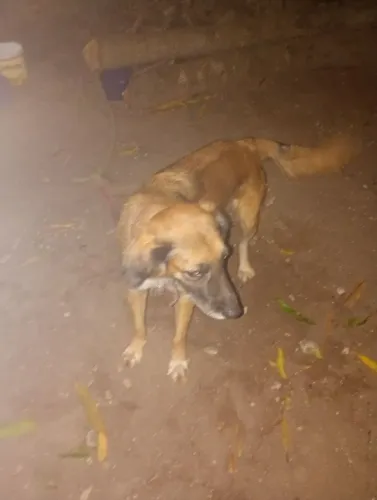 Dog pra doação 