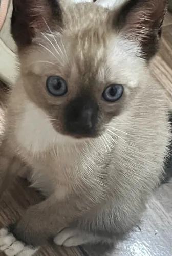 Doação de gatinho 