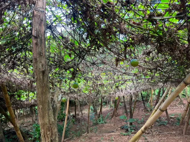 Áreas à venda, VILA DE ABRANTES, Camaçari, BA