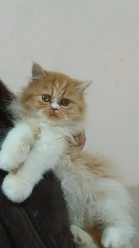 Filhote de gato Persa Fêmea 