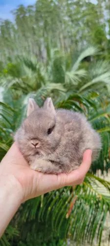 Mini coelhos