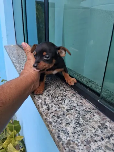 Femeas e machinhos de pinche 