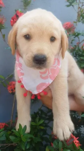 Labrador fêmea com pedigree filhote 