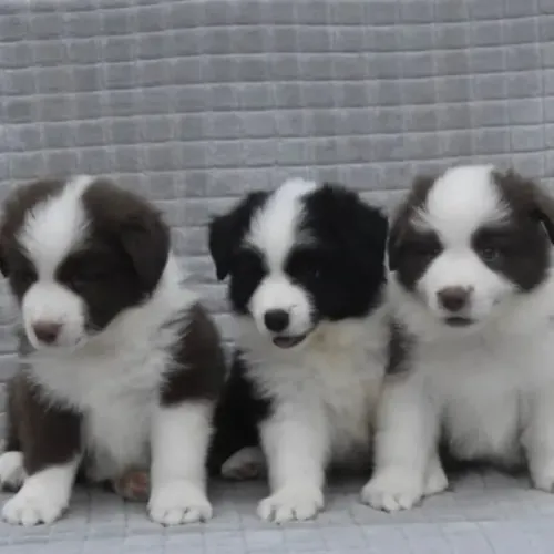 Filhotes de Border Collie | Filhote que te ganha no olhar.