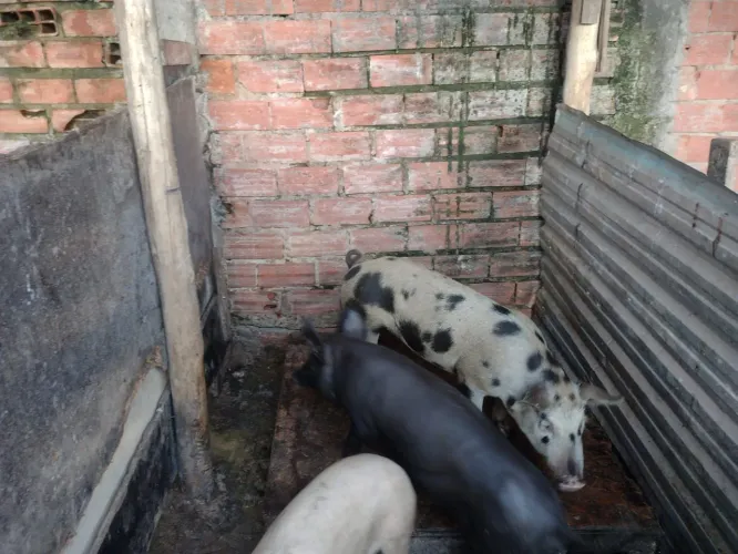 Vendo Porco pintado ou faço troca de algo 