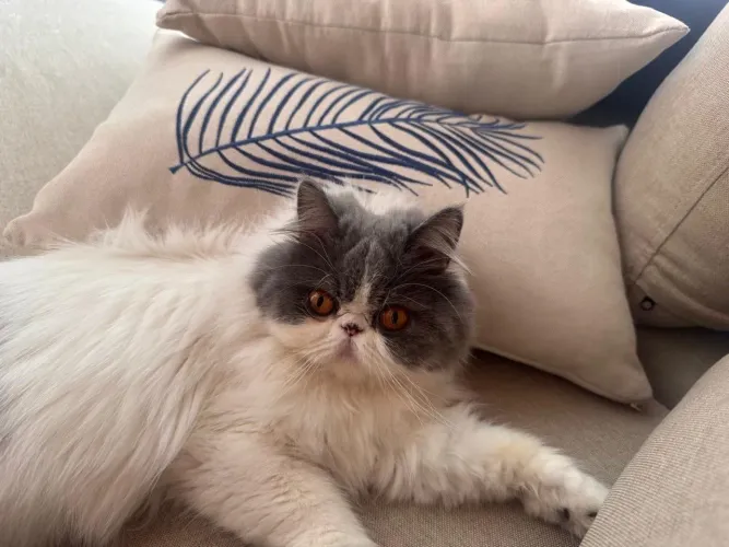 Procuro Gato Persa para Namorar 