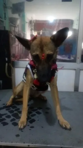 Doa-se cadelinha