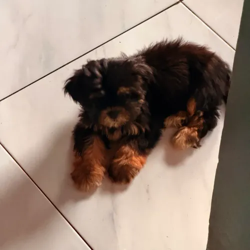 Vendo filhote de shih tzu puro, macho!