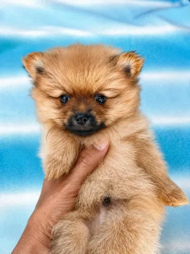 Lulu do pomerania