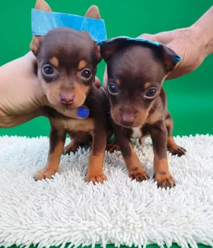 Filhote Pinscher Chocolate