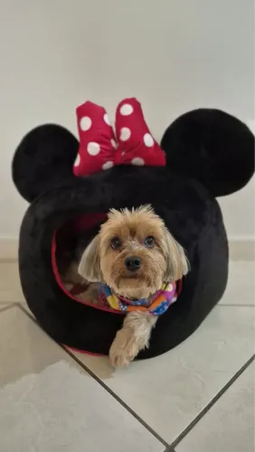 Caminha cachorro pequeno MINNIE