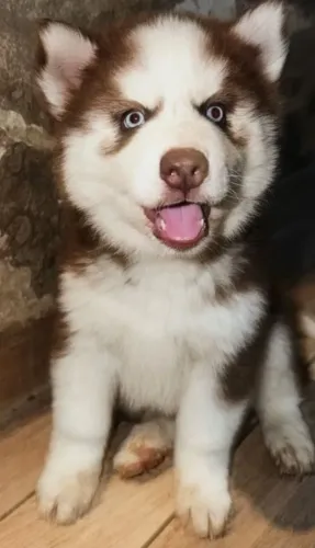 Lindas filhotes de Husky