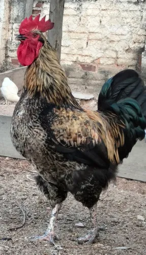 Galo