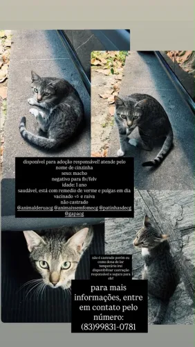 Gato para adoção 