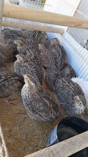 Codornas para Venda - Saudáveis e Bem Cuidadas