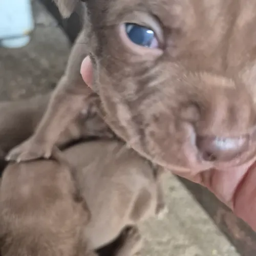 Cachorro 