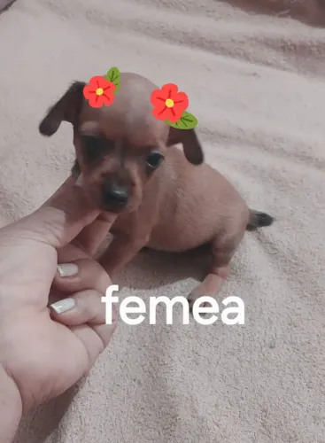 Pinchi miniaturinhas n 0 com n 1