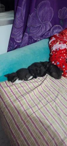Gatinhos