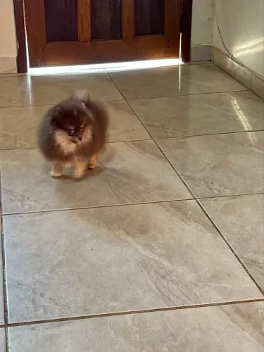 Lulu da pomerania