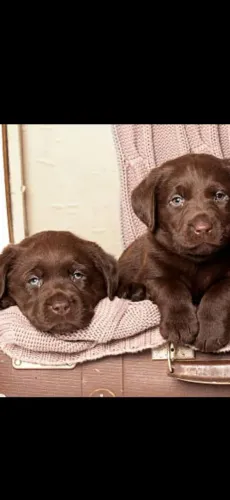 Labrador filhote brincalhao e saudavel