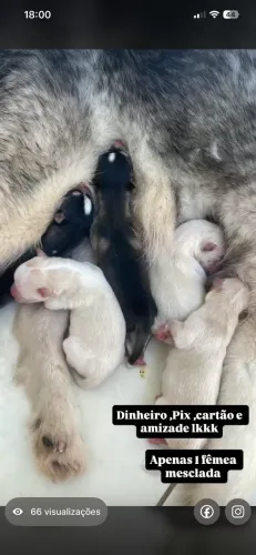 Husky siberiano puro