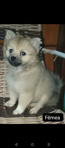 Spitz alemão 