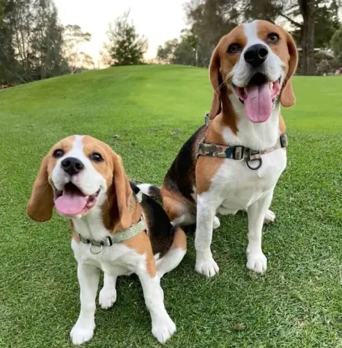 Incríveis bebês de Beagle macho 13 polegadas