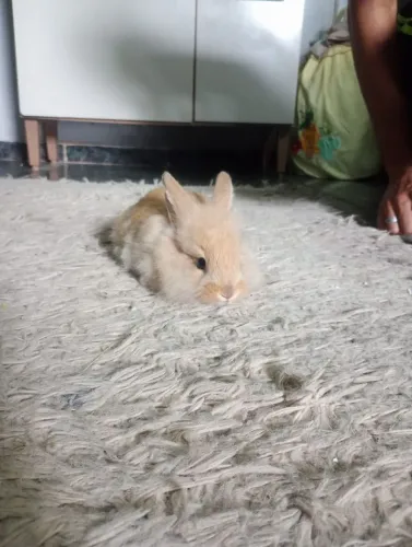 Vendo filhote de coelho
