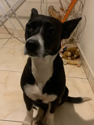 Cachorrinha dócil