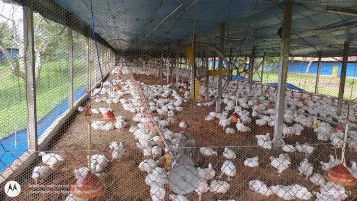 granja pra 120 mil bicos há 50 km de Belém são 67 alqueires tem pasto