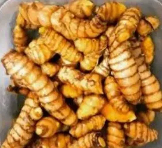 Raiz de acafrao 