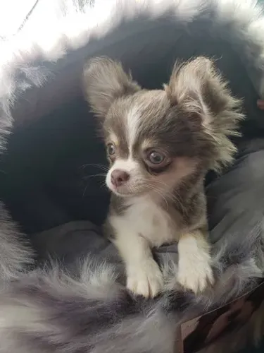 Chihuahua com garantias em contrato, a pronta entrega