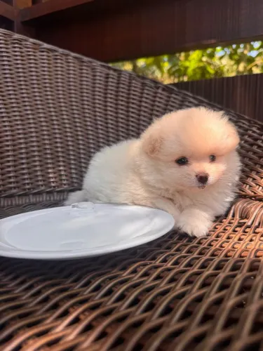 Spitz Alemão o Pequeno Amigo Que Você Sempre Quis