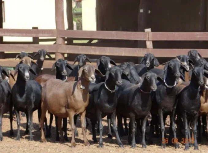 Ovelha Santa Inês pura em Itapecerica da serra/Embu Guaçu 