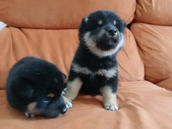 Shiba Inu ( o cão japonês )