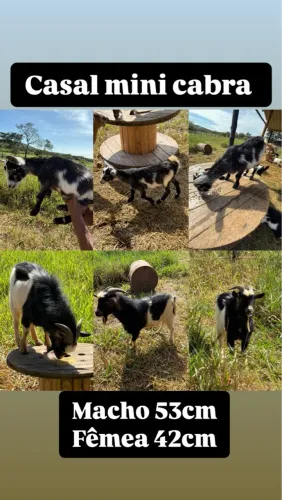 Casal mini cabra disponível mini animais , mini bode 